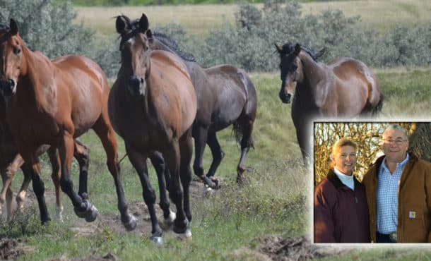 Maggie and Doug Northcott of WorkWize Stables.
