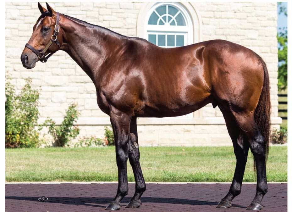 Thoroughbred Stallions Archives – Canadian Thoroughbred