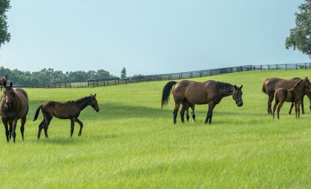 Broodmares and foals grazing in a field.