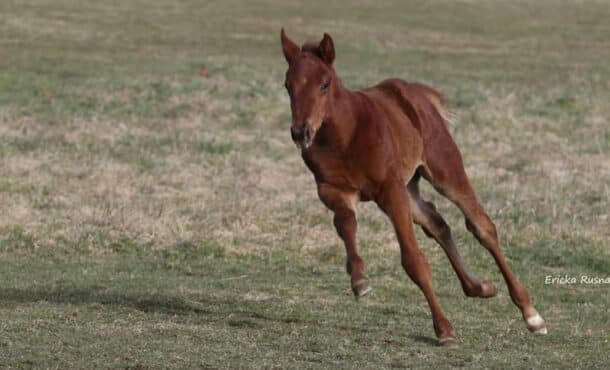 A foal running in a field.