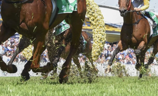 Closeup of racehorse's legs.