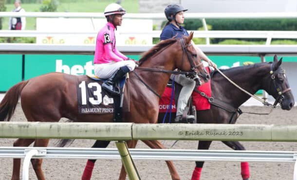 Two horses walking on a racetrack.
