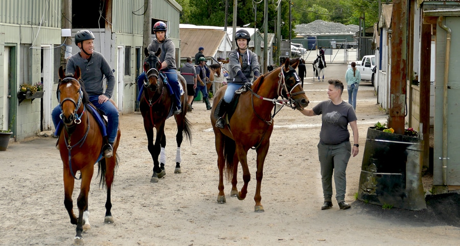 Horses going out for exercise at Hastings.