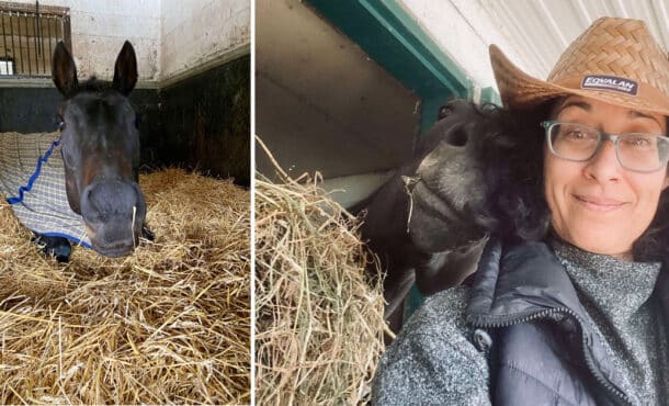 A horse laying in the straw; a horse photobombing a woman.