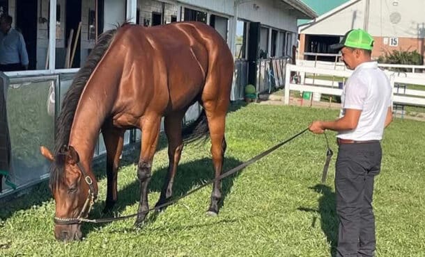 A bay horse being hand-grazed on the backstretch.