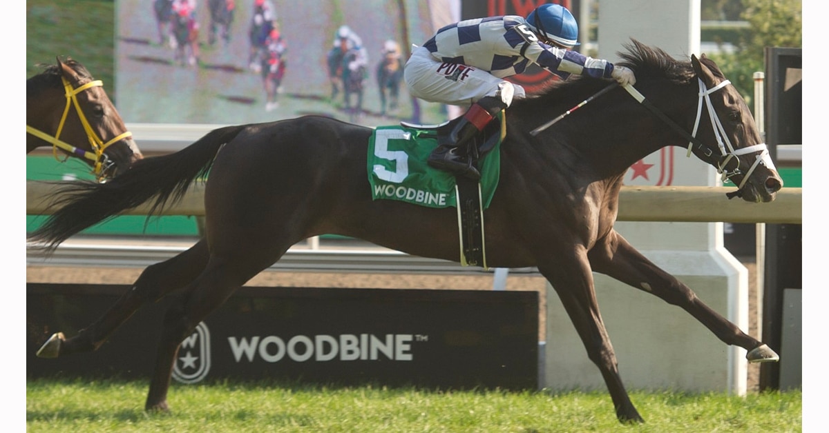 A bay horse winning a race at Woodbine.