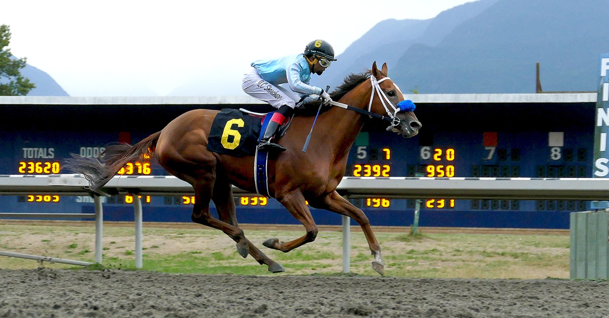 A horse racing at Hastings Racecourse.