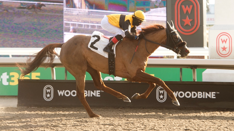 A chestnut horse winning a race at Woodbine.