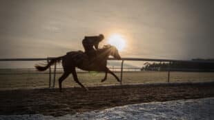 A racehorse being exercised in the morning sun.