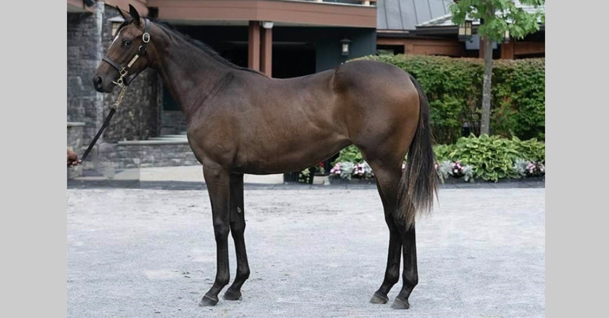 A dark bay filly standing for a conformation shot.