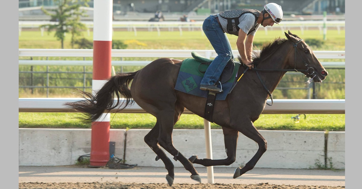 Thumbnail for 70th Woodbine Oaks; Staying Power The Key For Fillies