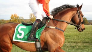 A bay racehorse galloping with a jockey up.