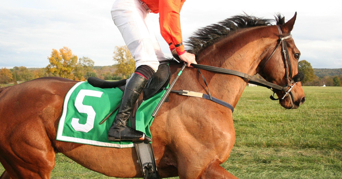 A bay racehorse galloping with a jockey up.