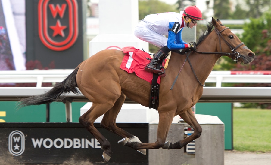 A jockey wearing white and blue silks.