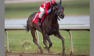 A dark bay horse winning a race at Century Mile.