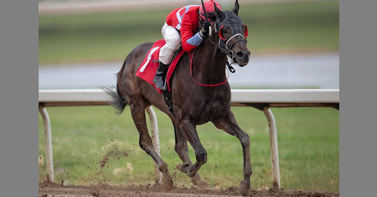 Thumbnail for Pioneer Storm King Charges Into Derby Picture