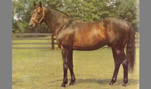 An old conformation photo of a bay racehorse.