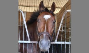 A bay horse looking out of his stall at the track.