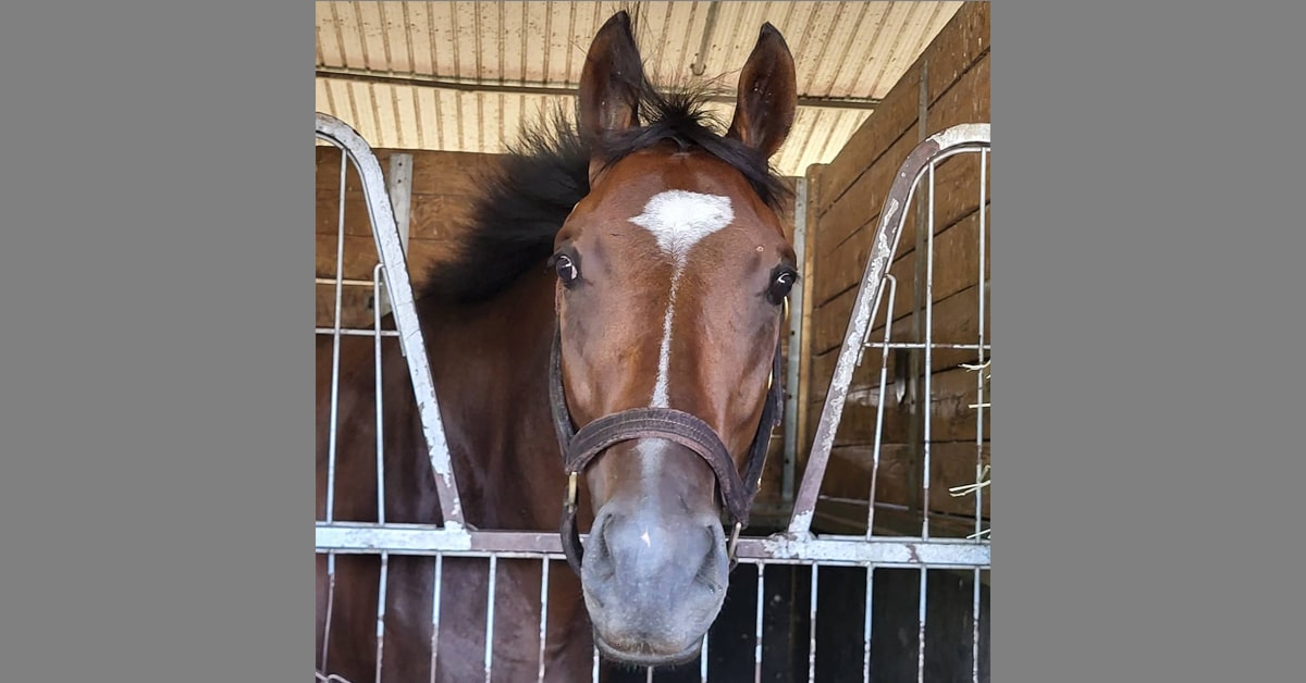 Thumbnail for 166 King’s Plate: Wesley Ward on Site, Another Filly Looms Large