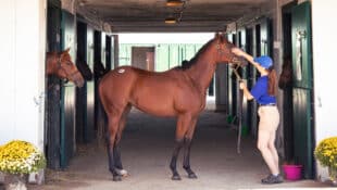 A bay yearling being held by a handler at a sale.