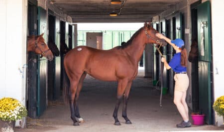A bay yearling being held by a handler at a sale.