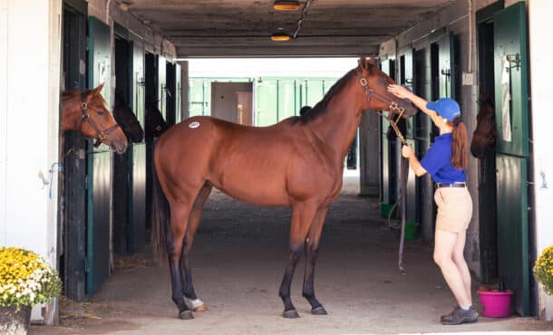 A bay yearling being held by a handler at a sale.
