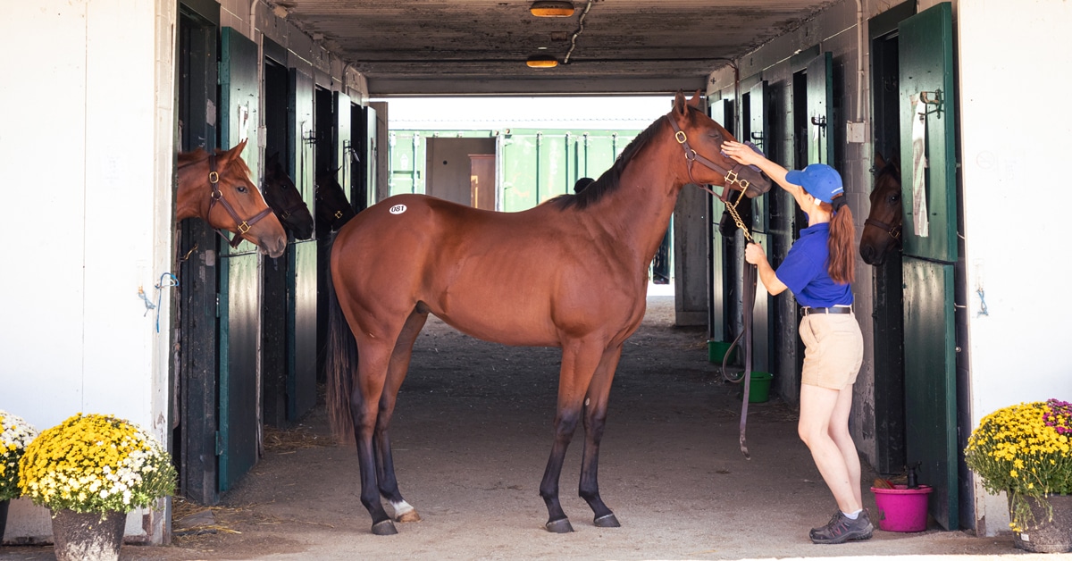 A bay yearling being held by a handler at a sale.