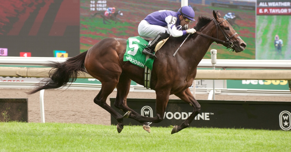 A dark bay filly winning a race at Woodbine.