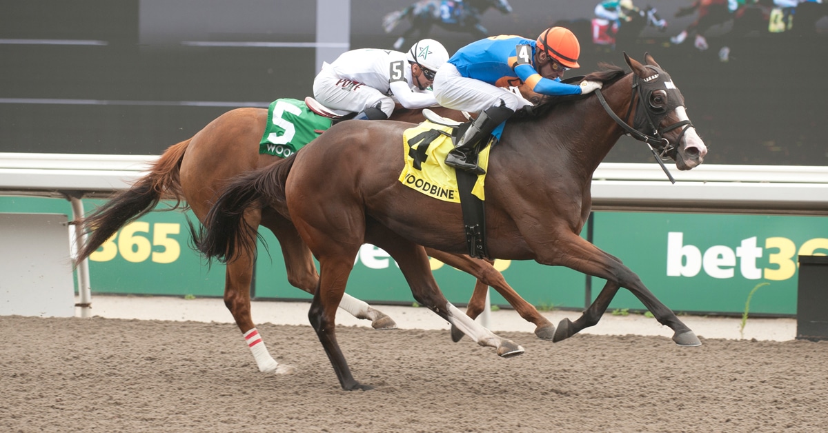A bay horse winning a race at Woodbine.