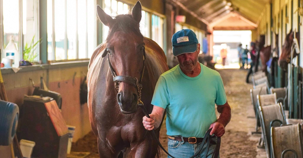 A man leading a bay horse in the shedrow.