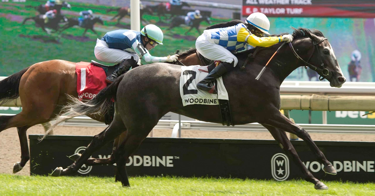 Horses racing at Woodbine.