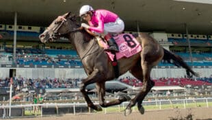 A horse winning a race at Woodbine.