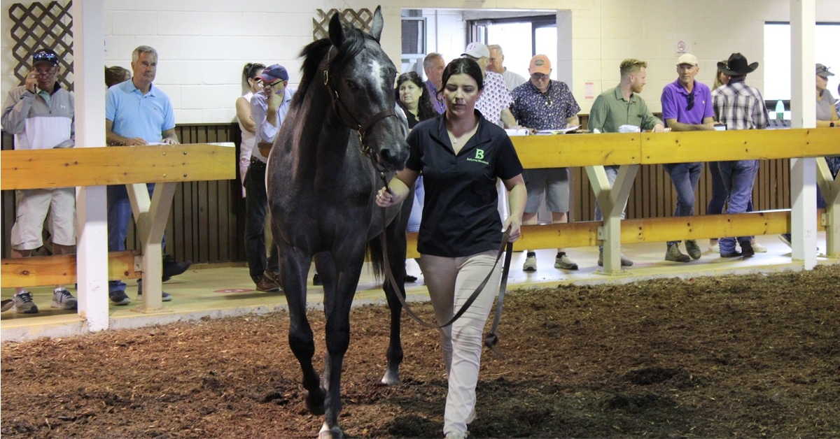 A woman walking a Thoroughbred in a sales ring.