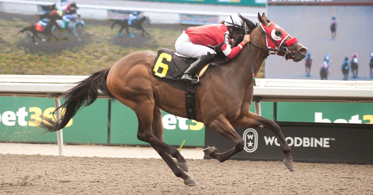 A bay horse winning a race at Woodbine.