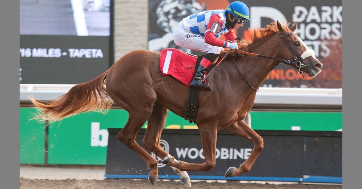 A chestnut horse winning a race at Woodbine.