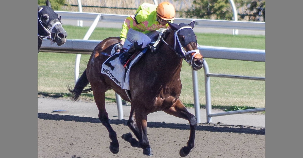 A dark bay horse running at Woodbine.