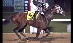A dark bay horse running at Assiniboia Downs.