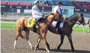 A chestnut horse with jockey up being ponied at Woodbine.