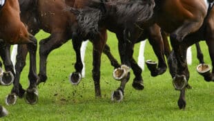 Closeup of horses' legs while racing.