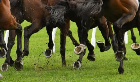 Closeup of horses' legs while racing.