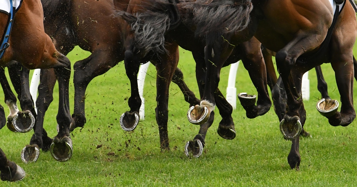 Closeup of horses' legs while racing.