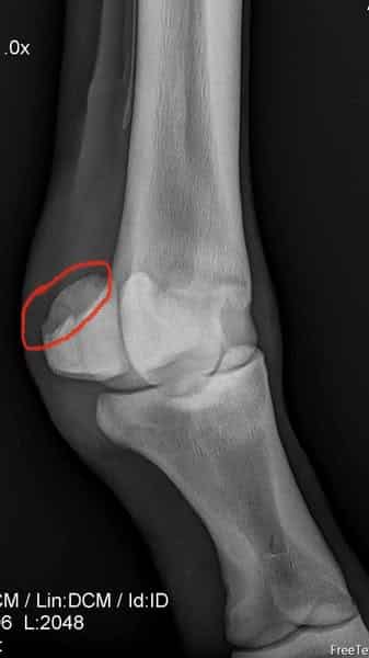 An x-ray of a horse's ankle.