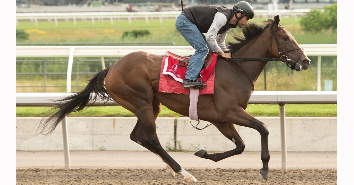 A bay horse racing at Woodbine.