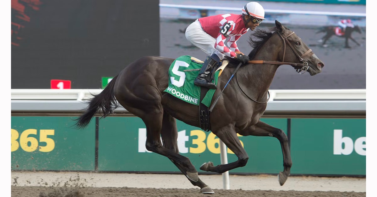 A bay horse winning a race at Woodbine.