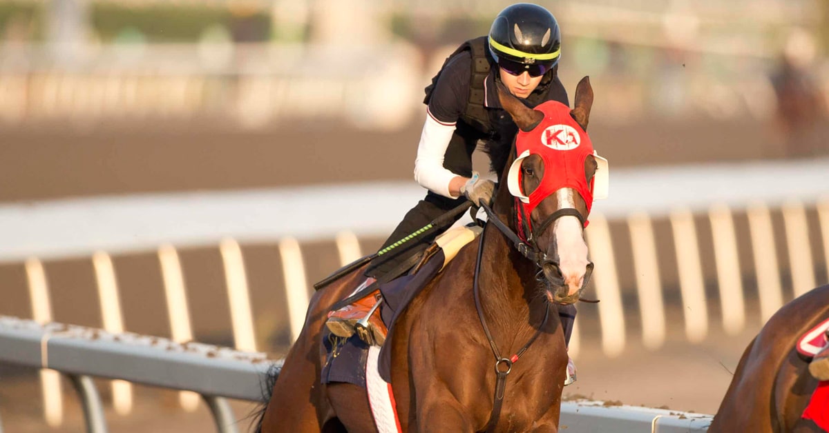 A horse being exercised at Woodbine.