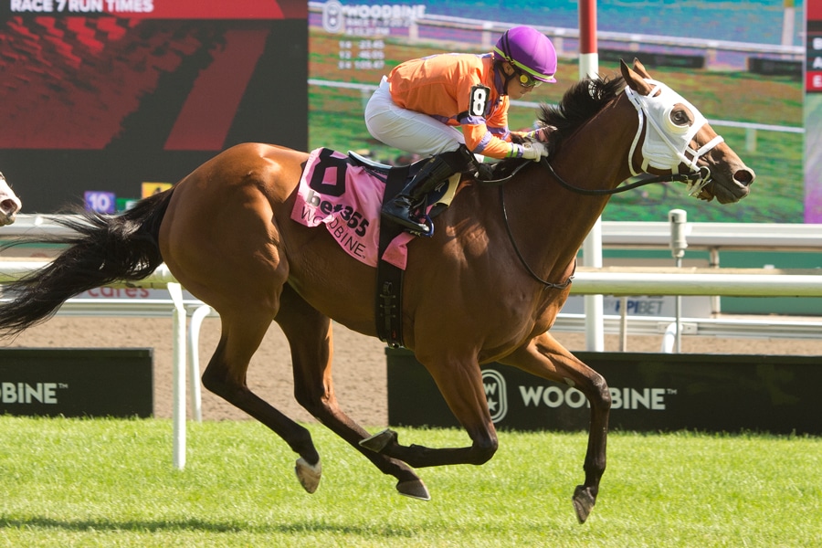 A bay horse winning a race at Woodbine.