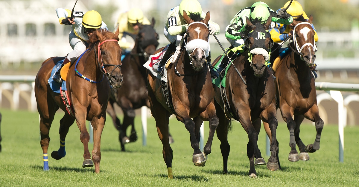 Horses racing on the turf at Woodbine.