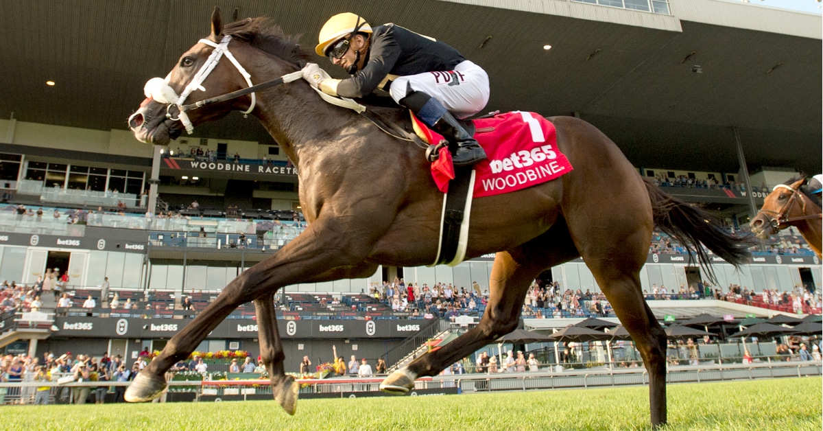 A bay horse winning a race at Woodbine.