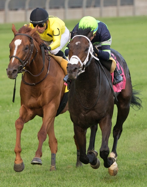A bay and a chestnut racing to the finish at Woodbine.