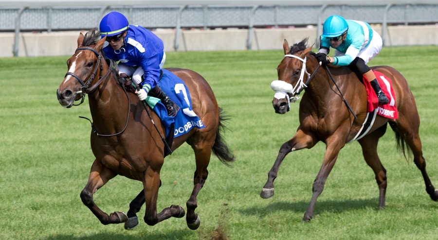 Horses racing on the turf at Woodbine